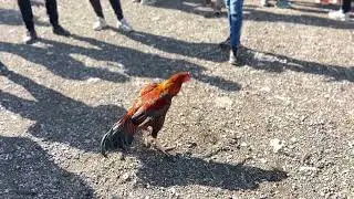 Fighter Rooster | خروس جنگی لاری