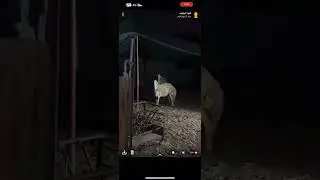 التعامل مع الحلال المصاب بالمالطية