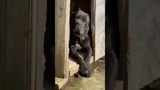 #bombo. #canecorso. #doogslife. #Georgia.