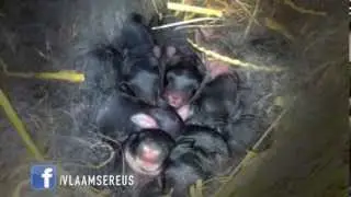 Vlaamse reuzen 1 dag oud