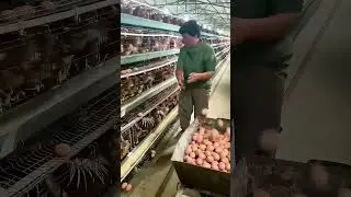 Daily Life in an Egg Chicken Farm: The 