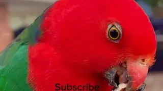 King parrot call