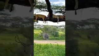 Sleeping tigers vs elephant t#shorts #lion