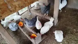 Новости из курятника