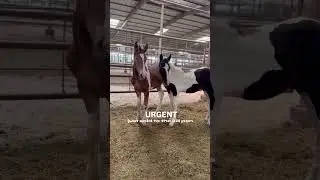 🆘 TWO BABIES. KILL PEN TAGS STILL ON. We Have to Get Them Out&mdash;TODAY