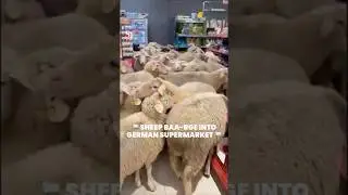 50 rogue sheep baa-rge into discount supermarket in Bavaria