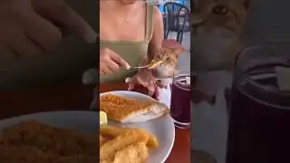 Don't Mess With Car🐱😂 #funny #cat #car #snatching