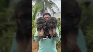 Show quality 🔥 double bone 🦴 german shepherd puppies for sale in bangalore #quality #puppy #dog