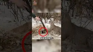 Bu Vaşak Kendini Kurtaran Kadına Teşekk&uuml;r Ediyor ❤️