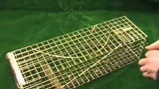 pro gold squirrel