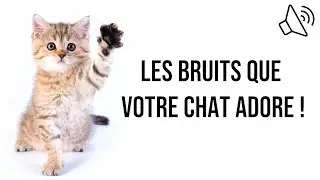 Bruits que votre chat adore 😻 Les bruits pr&eacute;f&eacute;r&eacute;s des chats !