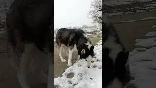 Хрумает. Финансовая помощь бездомным собачкам: 2202 2056 2556 3355- Александр К.