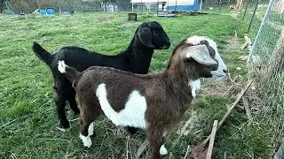 Split Nut Ranch Welcomes STAR & HOPE.
