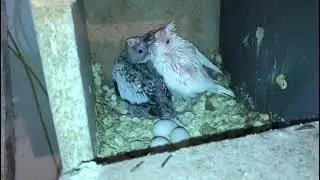 Rani & julie Start Laying Eggs Even babies Are In Box