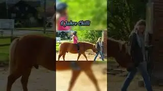 6 Jahre Chilli 💗 wie lange hast du dein Pferd schon? #shorts #horses #equistrian #offenstall #huzule