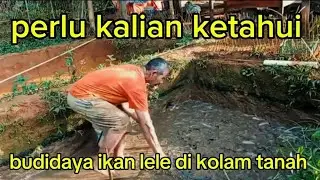 Perawatan ikan lele di kolam tanah harus kaya dengan air....#bibitlele #budidayaikanlele #ikanlele 