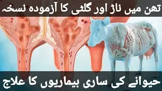 How to Protect Cows From Mastitis || Imbalanced Udder Treatment How to Protect Cows From Mastitis