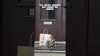 Squirrel Snack Attack: Fast Food Feast on the Porch!  🐿️ 🍟 #shorts