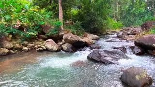 Enjoy Peaceful Stream Sounds with Rushing Water Over Rocks to Relieve Fatigue and Sleep Soundly