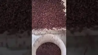 Ninja Bean: Rain of Nibs