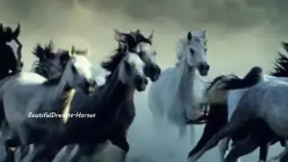Wildest Dreams - Horses