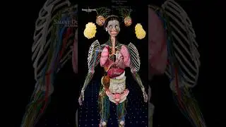 Inside the Human Body | Full Anatomy 3D Animation ♀️
