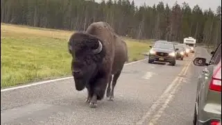 Bison attack&hellip;&hellip;o my god..बच्ची को हवा में फेंका#short #viralvideos #bison #bisons #ytshorts 🤭🤭🙏😇
