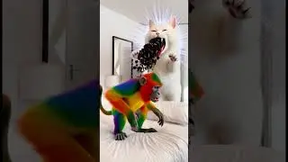 Marvelous funny cat dance try not to laugh funny video 2026 Dancing Polish Cow toys monkey bibi