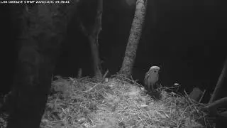 Delta 10 31 20   Brief owl stop