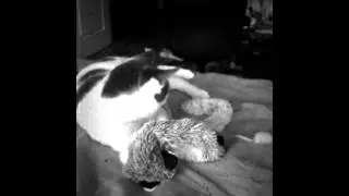 Rotten Tot wrestles Raccoon