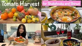 Tomato Harvest Recipes