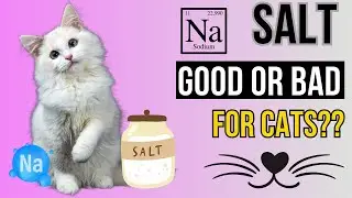 The Hidden Danger of SALT!  Sodium in Your Cat's  diet.