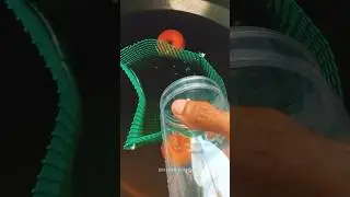 Female guppy to breeding cage | Guppy fish breeding