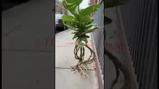 🚶&zwj;♂️ Thai Constellation Is Wandering the Sidewalk