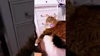 #cat #viralvideo # #subscribe #pets #catvideos #cute