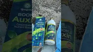 BOOM Auxin Marino Gold Saff