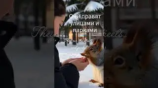 Броди и восхищайся 