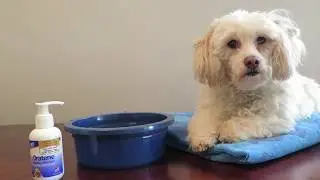 Pet Dental Health Made Easy w/ Oratene Brushless Oral Care for Pets