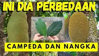 Ternyata ini perbedaan nangka dan cempedak