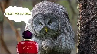 Sekiro: Shadows Die Twice - Great Shinobi Owl - No Damage