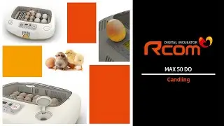 Rcom MAX 50 DO Incubator : Candling