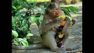 Newborn monkey feels scared because mother is busy eating mangoes