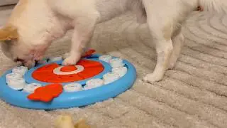 Orlando Goes Wild! His New Toy Brings Ultimate Fun!  - #Chihuahua #dog