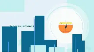 Understanding Skin Layers Functions and Glands