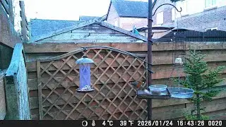 Garden Trail Camera 24th January 2026