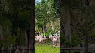 🤣Гимнастика для шеи Фламинго👍Flamingo Neck Gymnastics #zoo #thailand #animals #relaxing