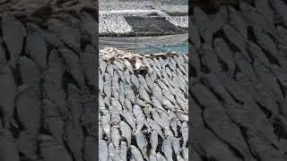 DRY FISH MAKING | SEA FOOD | SEA FISH | DRY FISH MAKING PROCESS VLOG | SEA FOOD LOVER