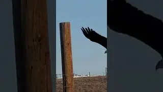 Majestic Eagle Soaring: Wildlife Encounter at Rocky Mountain Arsenal Wildlife Refuge #birds #nature