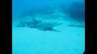Smoothnose Wedgefish, Leopard shark and Bull ray