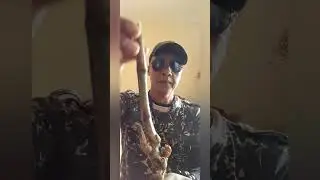 Pring Selendang mukti 